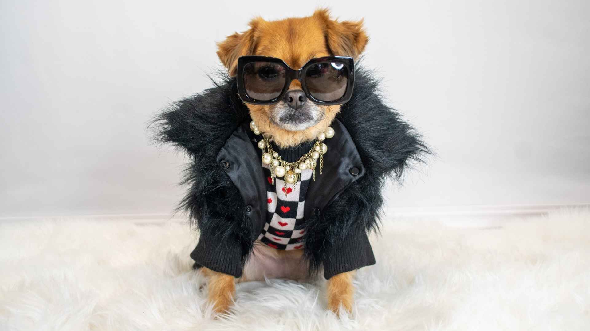 nombres de perros famosos fotos